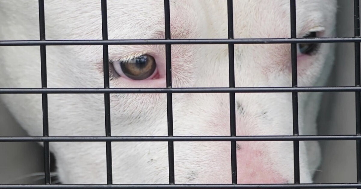 City of Miami wants to crack down on animal cruelty with bigger fines