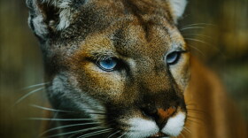 There are more than 6,000 cougars in Oregon