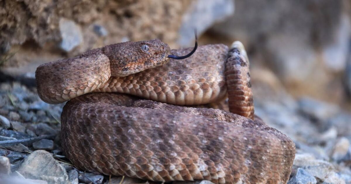 A curled-up rattlesnake flicks its tongue and displays its rattle