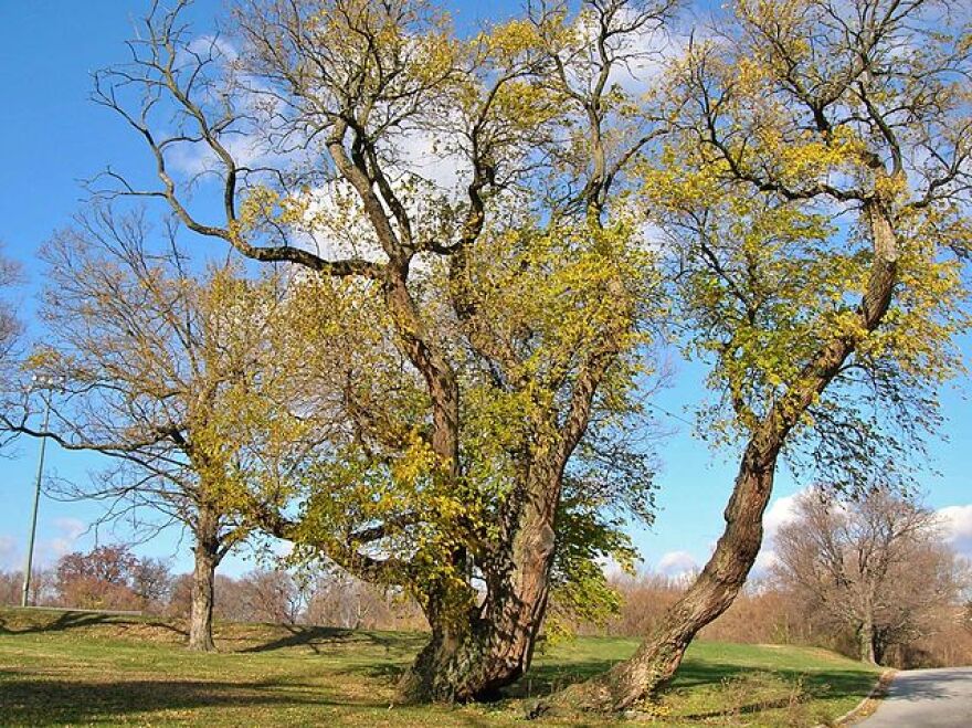 Osage Orange Trees