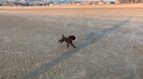 Daisy, the only dog Scott Simon's kids will get, runs on the beach in France.