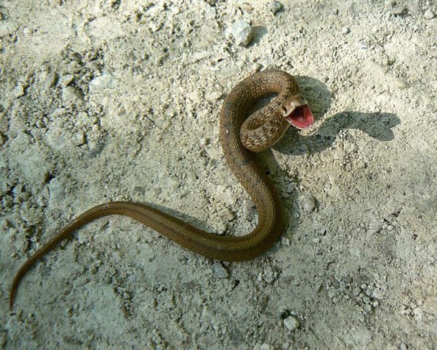 The northern brown snake, aka De Kay's snake. This small snake, around 6 inches long, was feeling fierce nonetheless.