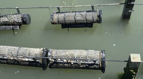 Oyster farming lines at Lambert Shellfish on the Eastern Shore in Virginia on May 28, 2026.