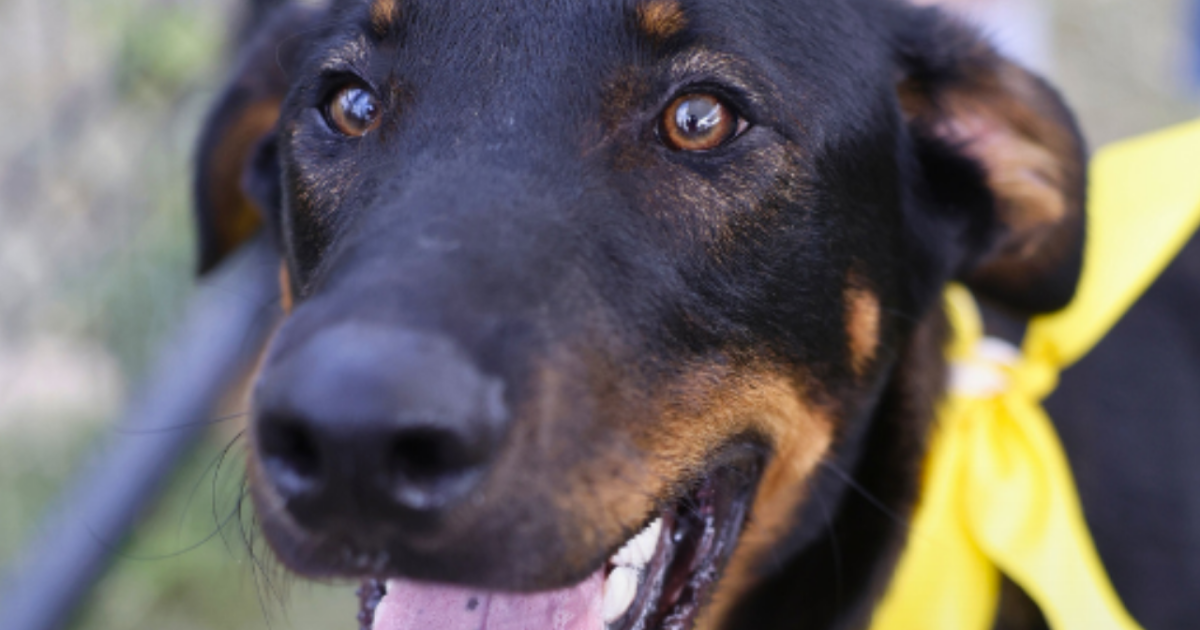 City of San Antonio launches adoption event to 'empty the shelters'