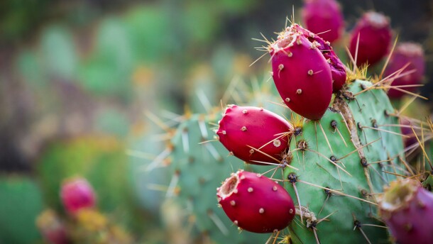 Purple blooms from a cactus pear.