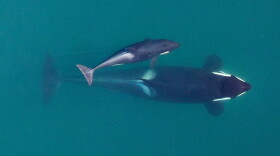 Aerial photograph of adult female Southern Resident killer whale J16 with her calf (J50) in 2015, when the calf was in its first year of life. 