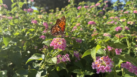 A Gulf fritillary butterfly lands on a lantana and uncurls its long proboscis to eat its nectar in Gainesville, FL Sep 30, 2026.