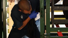 Joe Guevara, a large animal veterinarian, conducts a breeding soundness examination on bulls belonging to Alice and Carl Robie on their ranch in Fort McCoy, Fla., on Friday, Nov. 21, 2025.