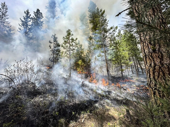 A low-intensity burn on the recent Crawford prescribed fire near Cascade, Idaho