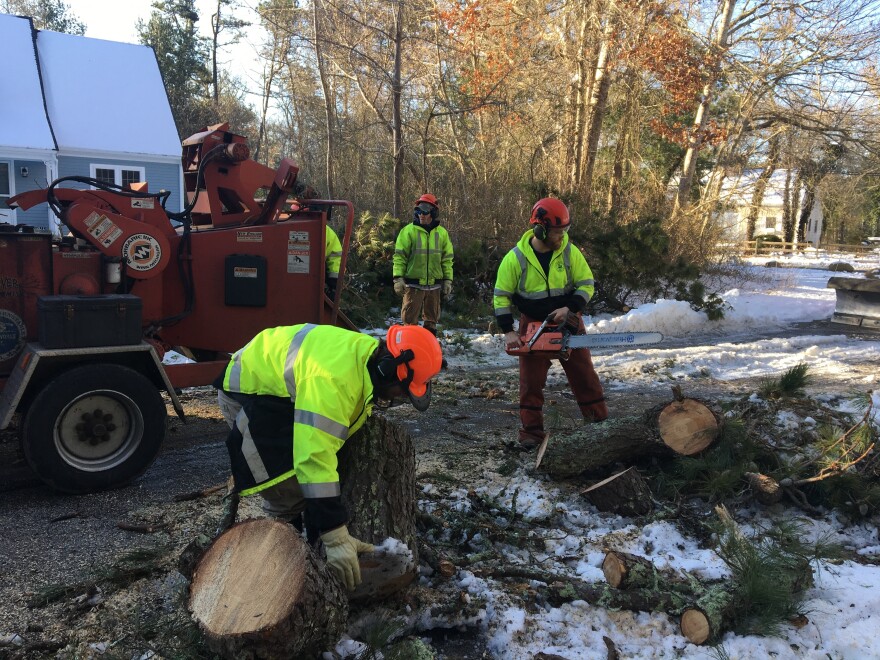 Why Have So Many Trees Been Falling During Storms on Cape Cod? CAI