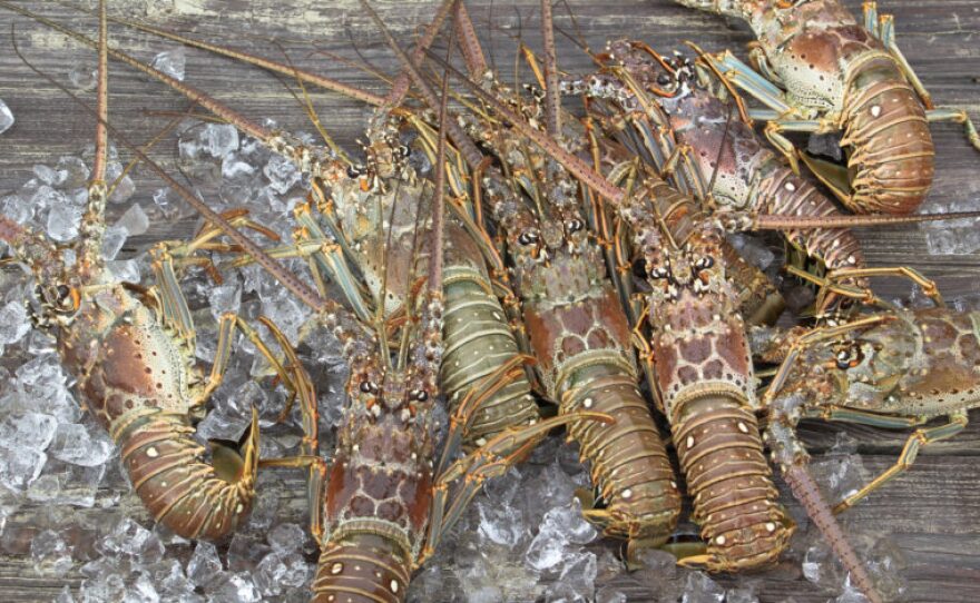 Dive Into Florida's Spiny Lobster Season WUSF Public Media