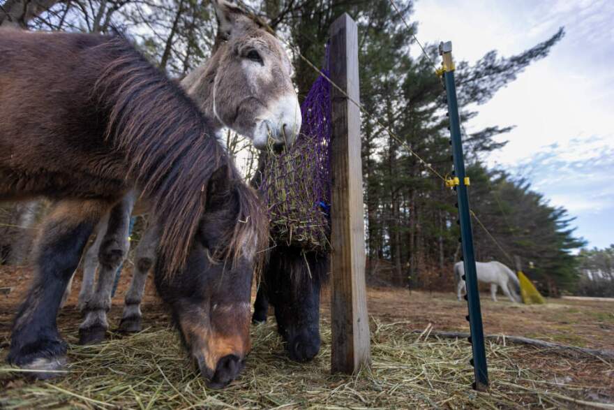 Newfoundland ponies eat hay in the paddocks at the Carl E Dahl House farm. (Jesse Costa/WBUR)