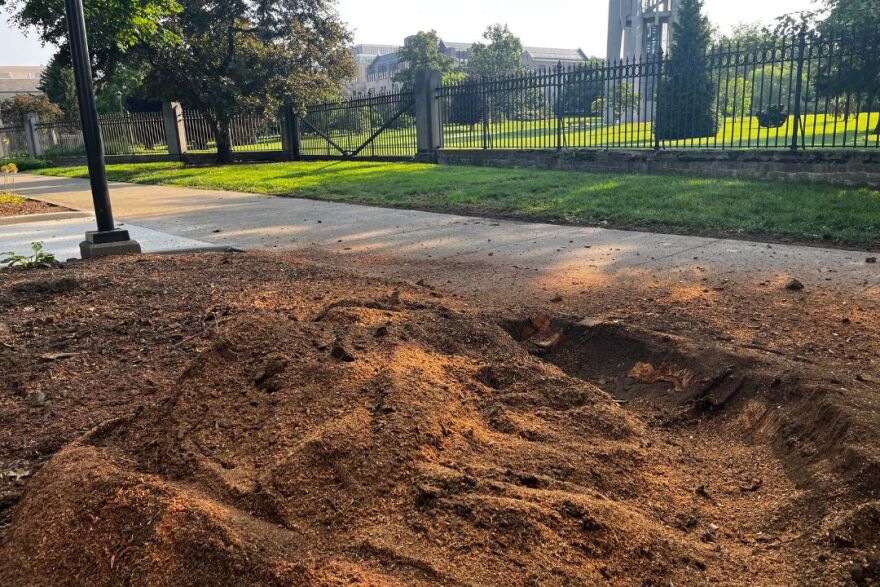 Honey locust tree recently removed near the Eskenazi Museum.