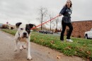 Haley Petzon, a 17-year-old student at Hazelwood West, walks Kaior, a 4-year-old dog, on Monday, Nov. 18, 2024, outside the Animal Protective Association shelter in Olivette.