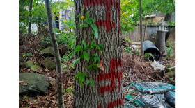 As of October 1st 2026, swastikas have been spray-painted on trees surrounding an encampment community in Milford, Connecticut.