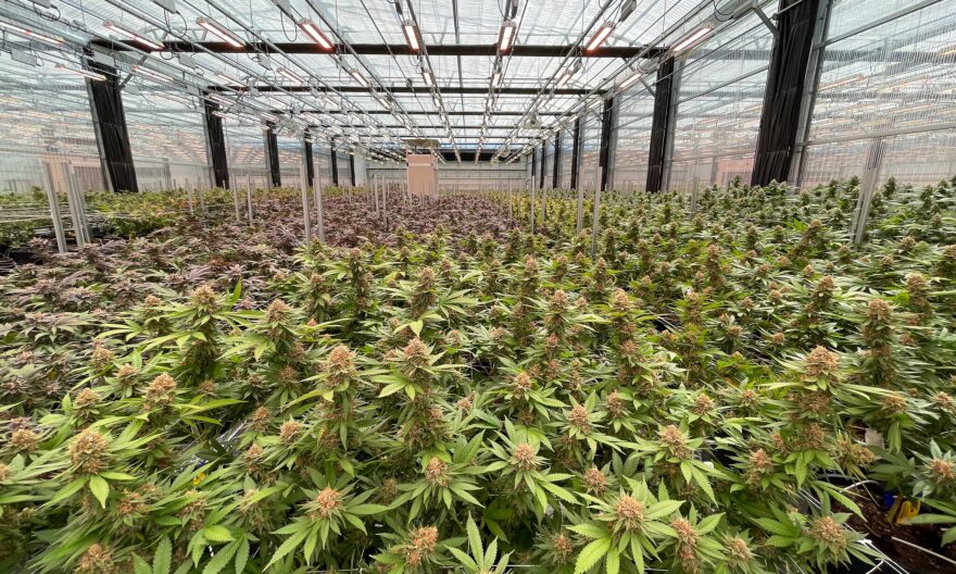 When Missouri voters legalized adult-use marijuana in 2022, they approved using revenue from sales tax and fees — after operating expenses – to be divided evenly between three funds: for the state public defenders office, the Missouri Veterans Commission and the drug treatment programs through the Missouri Department of Health and Senior Services.