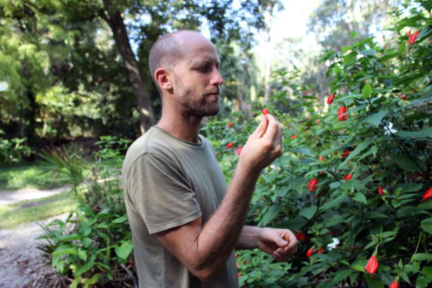 Rob Greenfield browses on red hibiscus in Dickson Azalea Park, Orlando. Photo: Matthew Peddie, WMFE