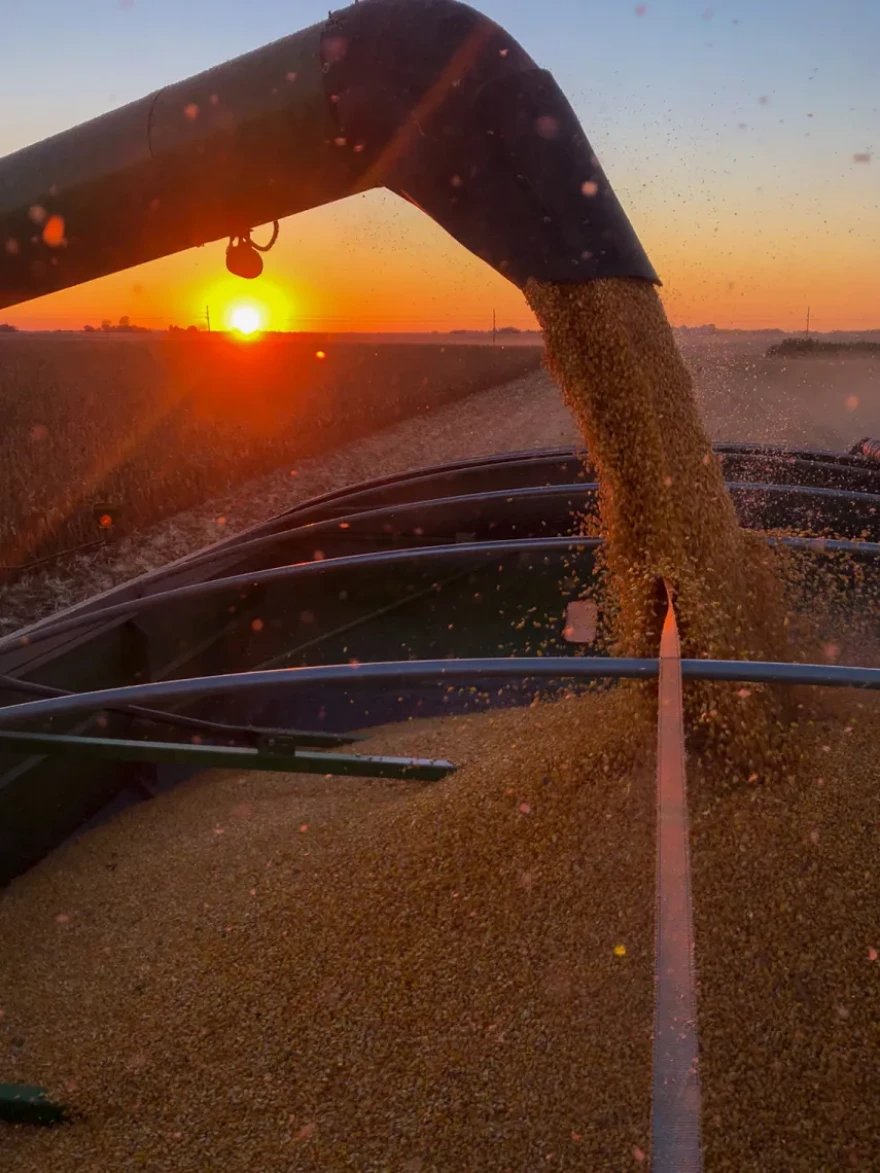 Grain pours into a cart at sunset on the Seymour family farm in Shipman, Illinois.