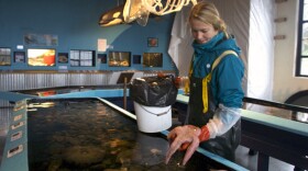 Taylor White is the aquarium manager at the Sitka Sound Science Center. Since sea star wasting disease hit Sitka a month ago, the aquarium has lost 35 sea stars and now, only two remain in the touch tanks.