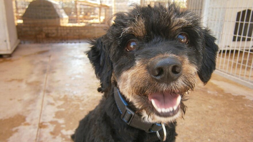 At least 10 Indiana shelters are among more than 285 shelters across the country participating in the “Empty the Shelters” adoption event next month.