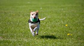 Dog running on grass.