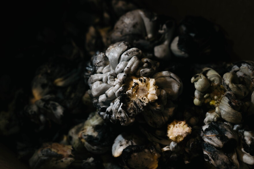 Huitlacoche, also known as "corn smut," sits before being sorted at Local Harvest on Aug. 17. To form, corn smut needs a period of extreme heat, followed by a period of heavy rain.