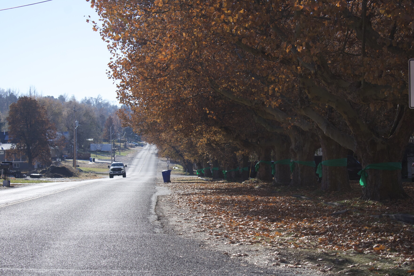 Logan petition to save 100-year-old trees inspires Providence to join ...