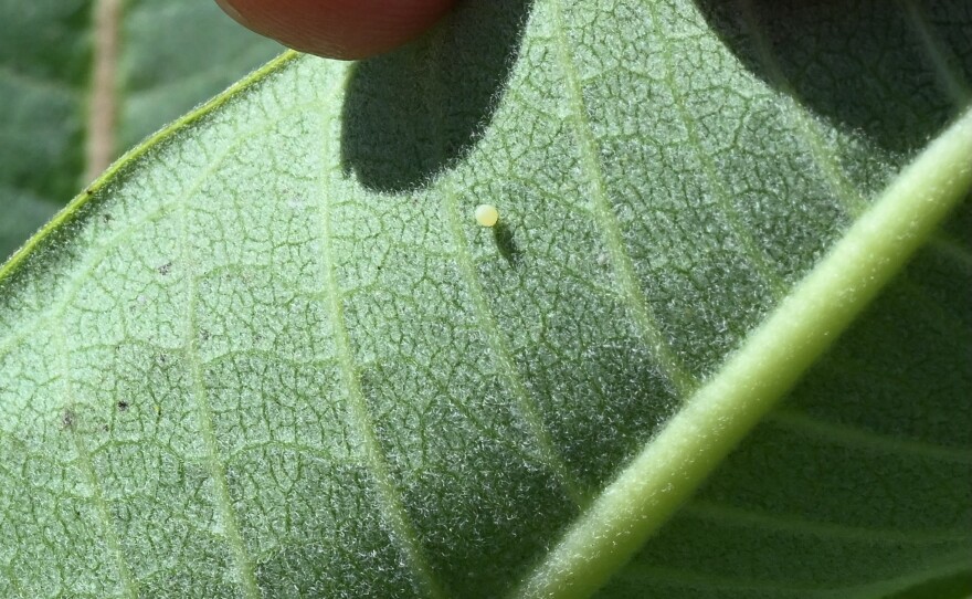 A monarch egg on a milkweed plant.