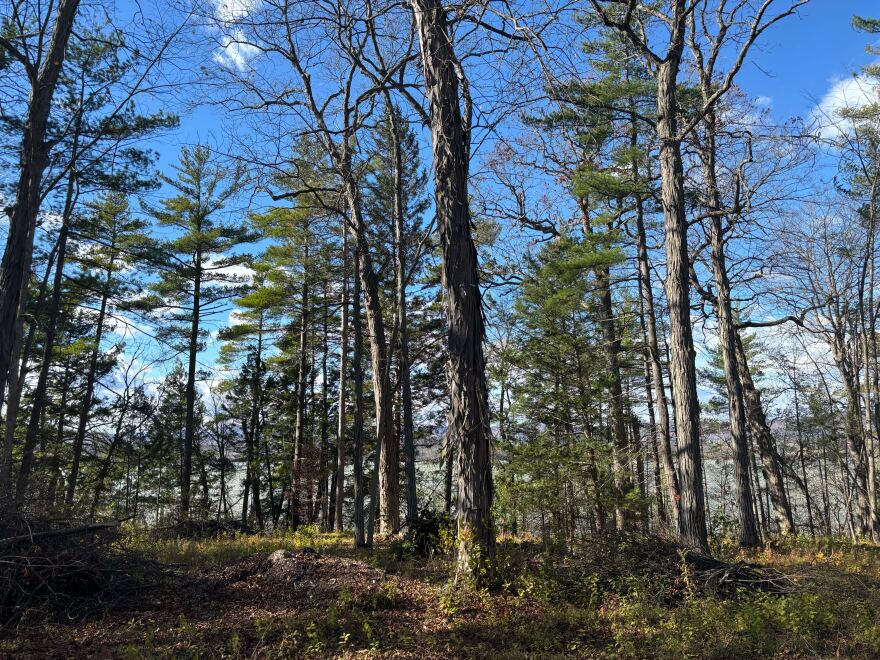 Trees along the lakeside on Melita Bass' property in Shoreham.
