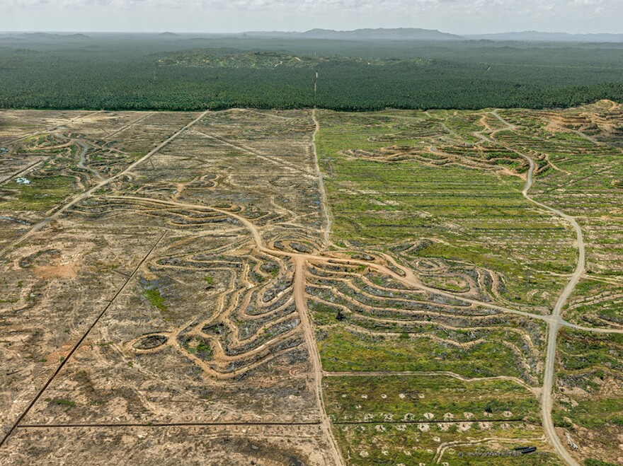 An aerial view of a palm plantation on the island of Borneo. <a href="https://www.nature.com/articles/nclimate2277">Enormous tracts</a> of tropical rainforest have been cleared to grow the lucrative crop, which is used to create palm oil, a vegetable oil that is also used in food processing.