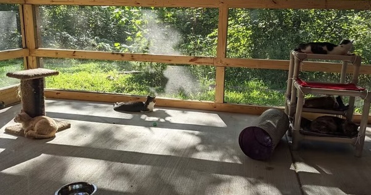 $10,000 grant will help a local animal rescue find homes for stray cats
