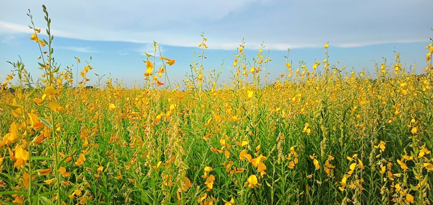 A field of sunn hemp with orange and gold blooms below a blue sky with a few ribbons of clouds.