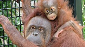Orangutans at the Topeka Zoo.
