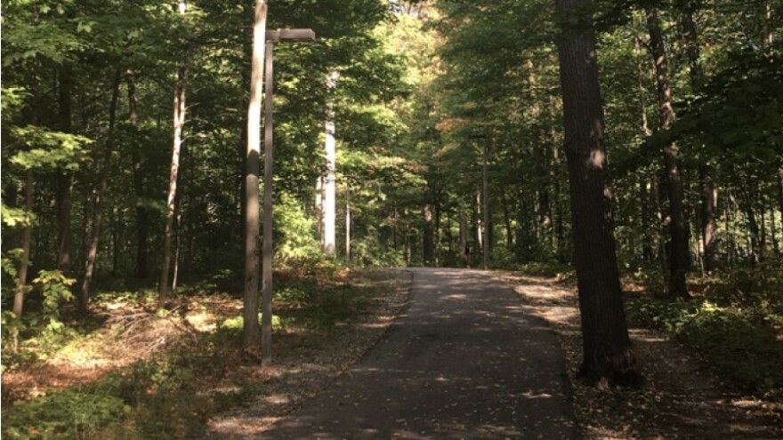 forest trail