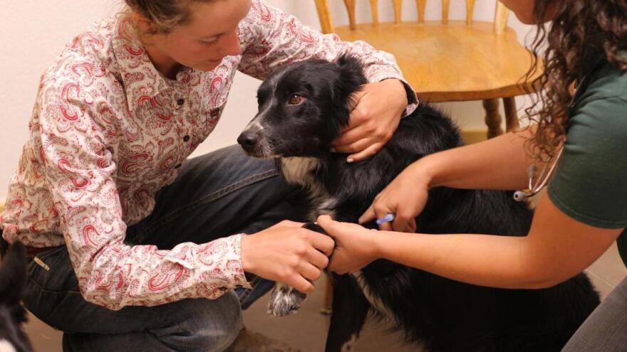 Rancher Kim Davis brought her cattle dog, Monk, to Chandler for a checkup. Davis said access to a veterinarian is vital, especially for preventing the spread of diseases.
