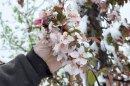 An early warm spell this year led to early buds. A severe cold snap followed shortly thereafter. On the heels of a freak snowstorm, upstate fruit growers are now waiting to find out how much damage has been done.