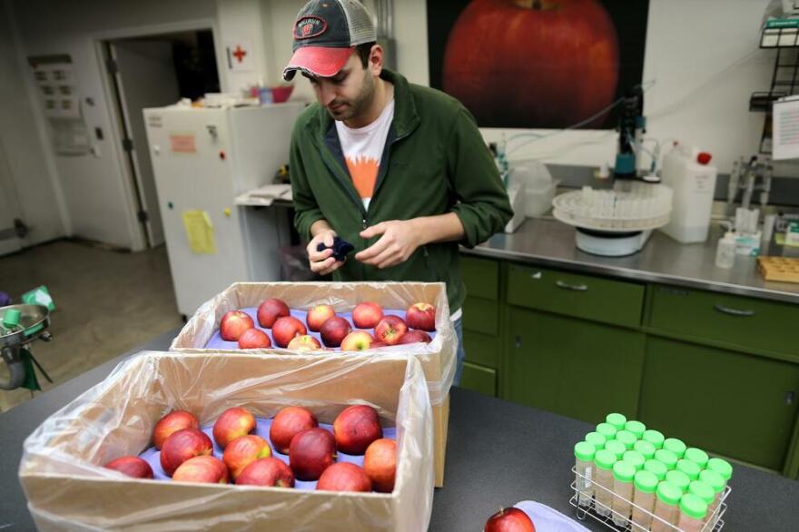 A man in a baseball cap and green jacked sort through apple in boxes in a lab.