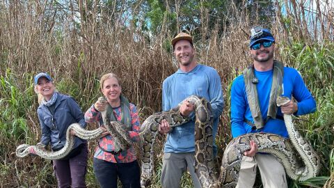 (From right to left), Melissa Miller, U.S. Representative Debbie Wasserman Schultz, Brandon Welty and Eric Suarez hold two pythons the UF Croc Docs team found in the Everglades.