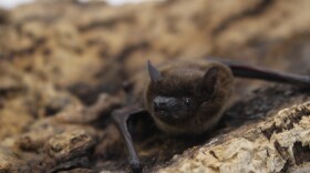 The evening bat found in Northern Colorado. Most bats are currently hibernating in Colorado.