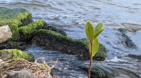 Michael Myjak says this tiny mangrove is one of only two that survived a volunteer planting he participated in several years ago at Sand Point Park. Mangroves help to protect and stabilize shorelines and thrive in salty environments, according to Florida's Department of Environmental Protection (FDEP).