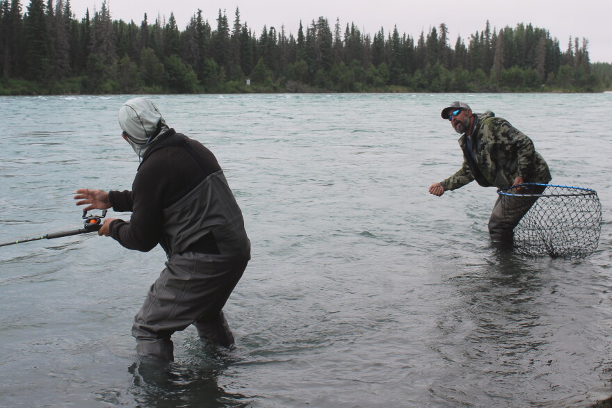Monte Roberts (right) helps Cameron Carmody (left) reel in a fish during a guided salmon fishing trip on Tuesday, Aug. 11, 2026 in Soldotna, Alaska.
