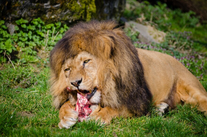 Lions can eat as much as ninety pounds in one sitting.