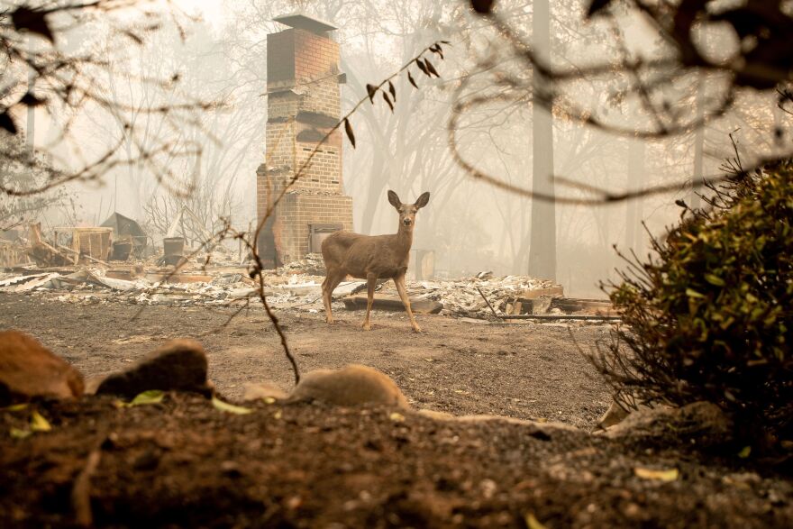 A deer looks on from a burned residence after the Camp Fire tore through the area in Paradise.