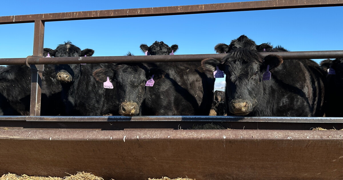 Cattle Industry Opposes Trump's Beef Import Plan to Lower Prices