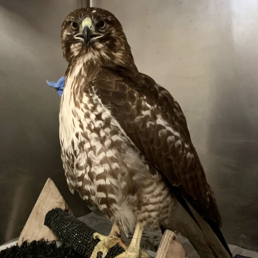 Red Tail Hawk at PWC