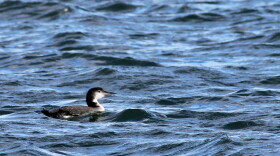 Common Loon with winter plumage — Norwalk, Conn.