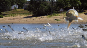 FILE - Asian carp, jolted by an electric current from a research boat, jump from the Illinois River near Havana, Ill., June 13, 2012. The state of Illinois is unveiling a market-tested rebranding campaign to make the fish appealing to consumers. (AP Photo/John Flesher, File)