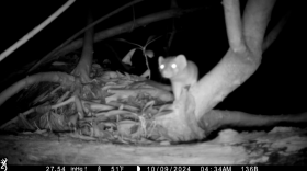 A small animal is captured by a nighttime trail camera perched on a tree branch, with its eyes reflecting the infrared light.