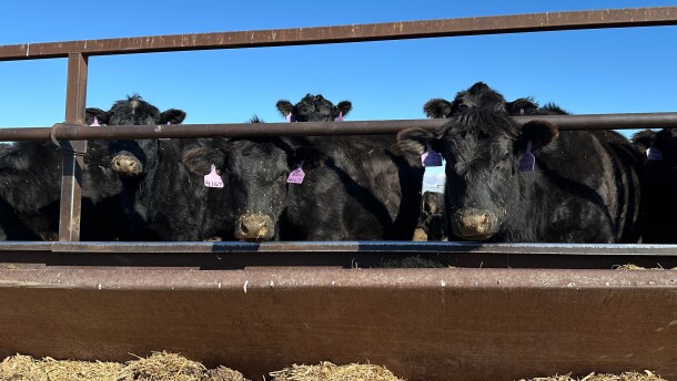 FILE - Beef cows gather at the Diamond J Angus Ranch, March 31, 2026 near Mandan, N.D. (AP Photo/Jack Dura, File)