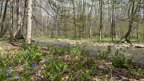 Bluebells color the woodlands at Mud Creek Nature Preserve in Farmington and Victor.